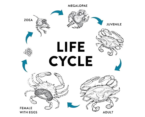 Mud crab aquaculture